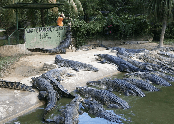 buaya